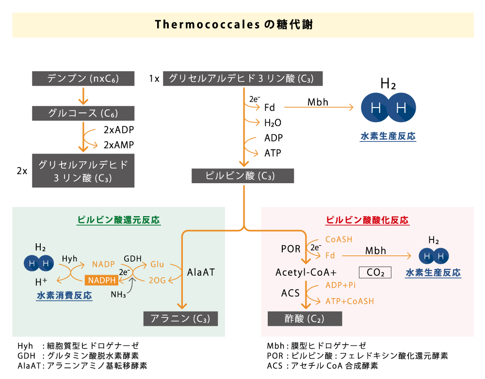 Thermococcalesの糖代謝
