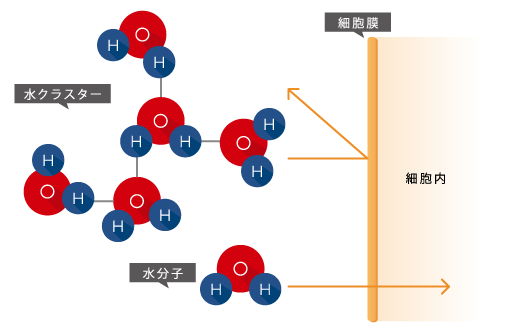 水分子が細胞膜を通過する様子