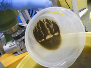 ヘドロ分解 懸濁物質量 処理なし