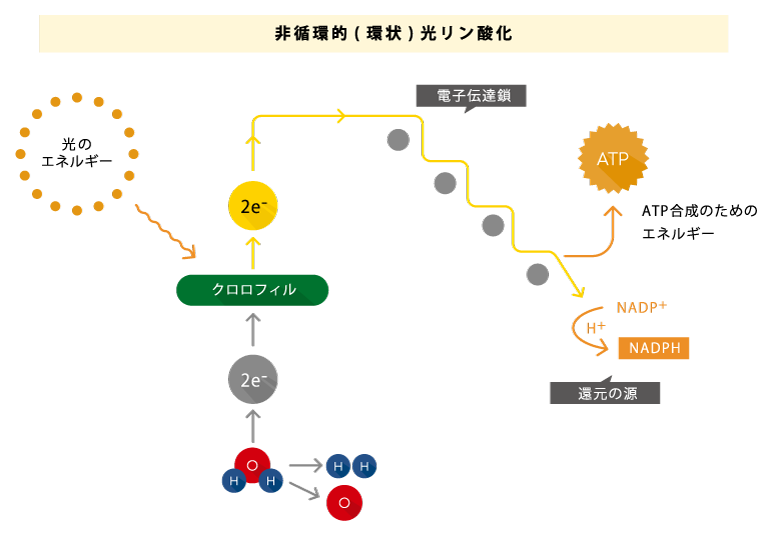 光合成の仕組み 非循環的(環状)光リン酸化