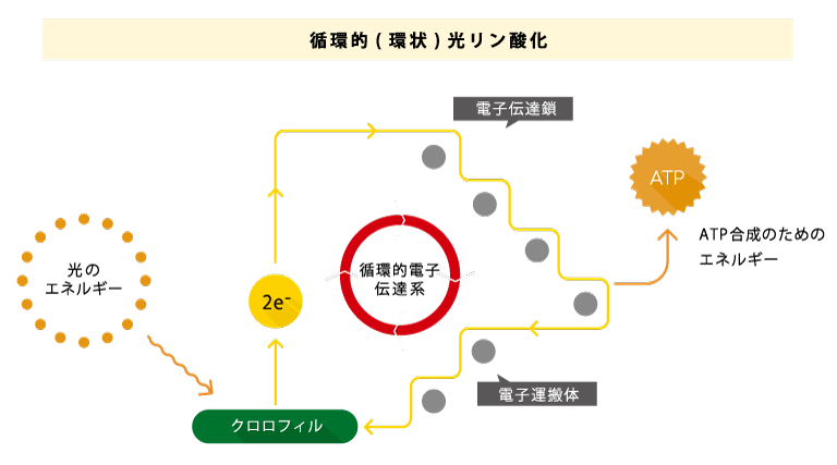 光合成の仕組み 循環的(環状)光リン酸化
