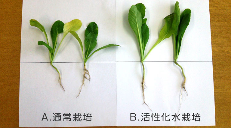 活性化水で栽培された小松菜の比較