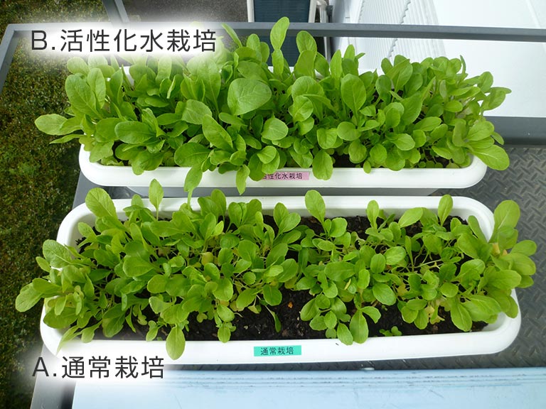 活性化水で栽培された小松菜の比較 プランター